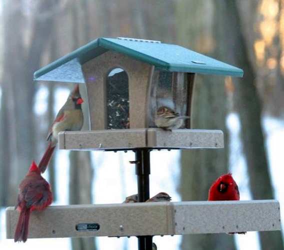 Second Nature Ultimate Bird Feeder System
